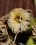 Corymbia torelliana