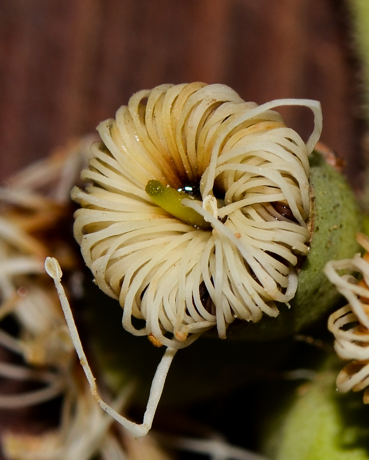 Image of Corymbia torelliana specimen.