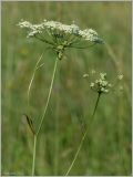 Pimpinella saxifraga. Верхушка цветущего растения. Кировская обл., Орловский р-н, окр. дер. Коншаки. 8 июля 2012 г.
