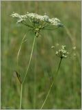 Pimpinella saxifraga. Верхушка цветущего растения. Кировская обл., Орловский р-н, окр. дер. Коншаки. 8 июля 2012 г.