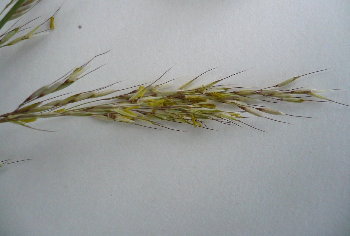 Image of Neotrinia splendens specimen.
