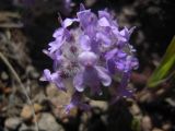 Ziziphora puschkinii
