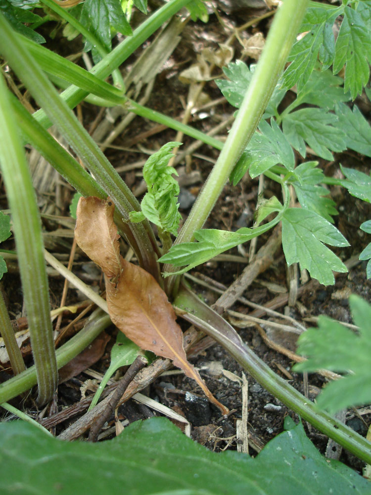 Image of familia Apiaceae specimen.