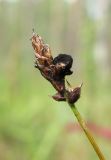 Carex dioica