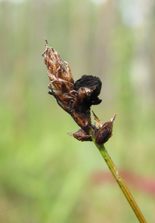 Image of Carex dioica specimen.