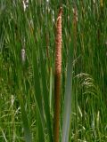 Typha latifolia. Мужское и женское соцветия. Киев, Святошинские озёра. 13 июня 2008 г.