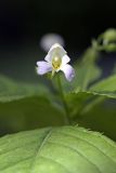 Impatiens parviflora. Цветок. Южный Казахстан, каньон Даубаба. 05.05.2012.