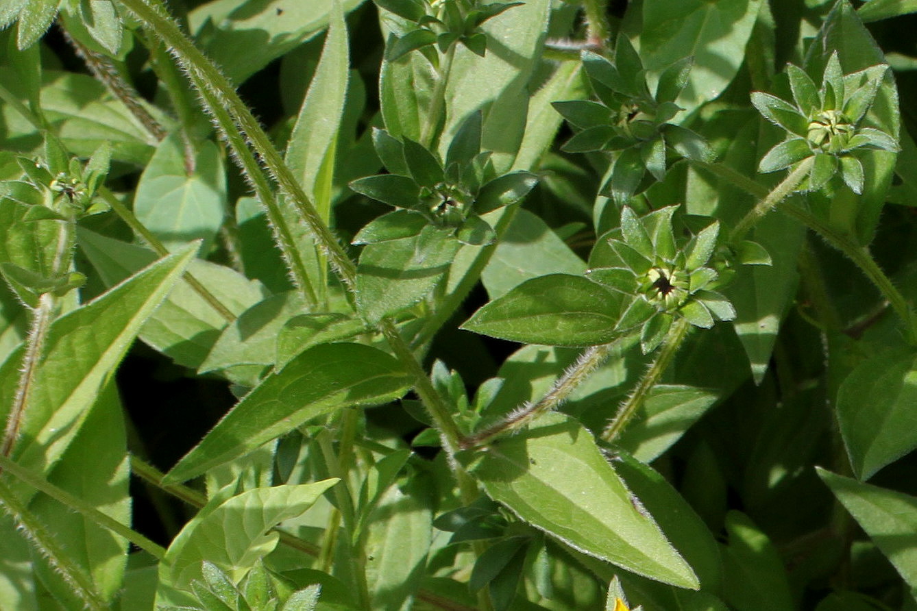 Image of Rudbeckia fulgida var. deamii specimen.