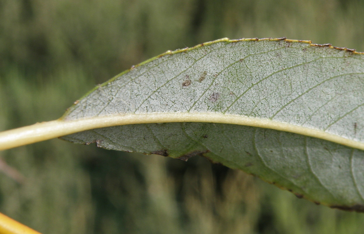 Изображение особи Salix hexandra.