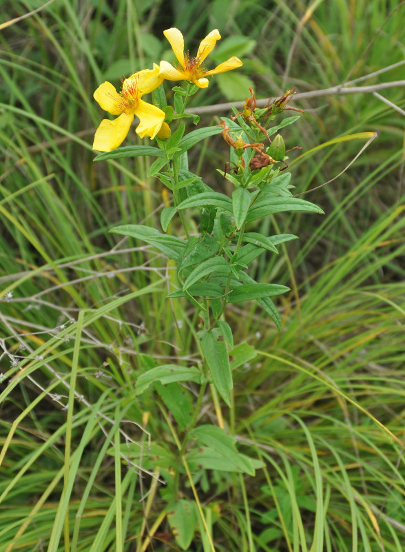 Изображение особи Hypericum gebleri.