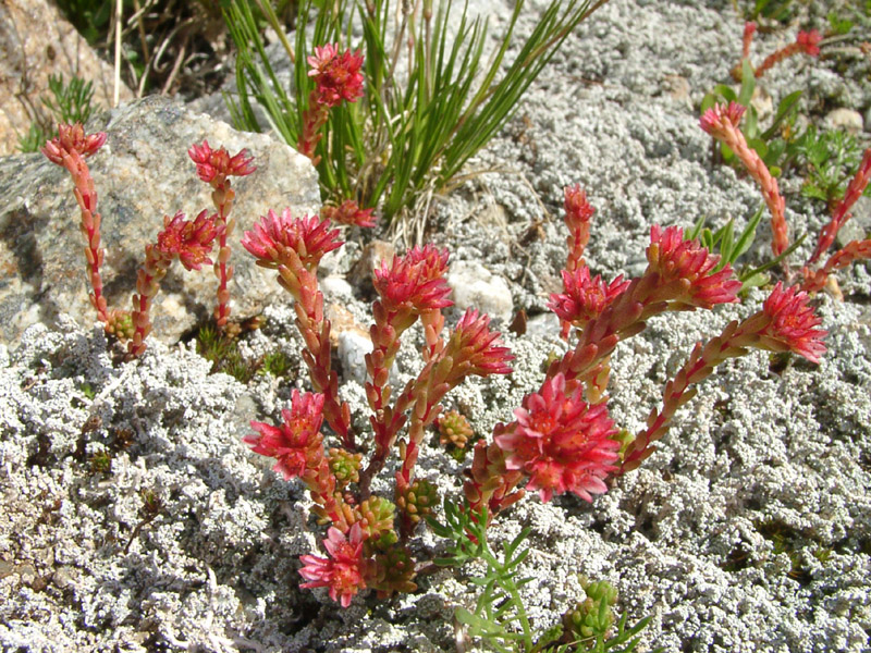 Image of Sedum tenellum specimen.