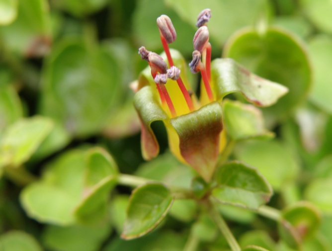 Изображение особи Fuchsia procumbens.