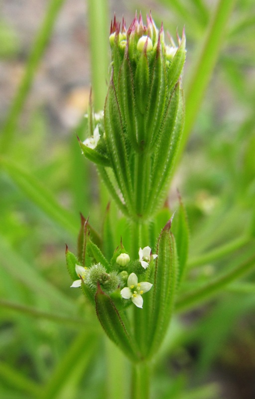 Image of Galium aparine specimen.