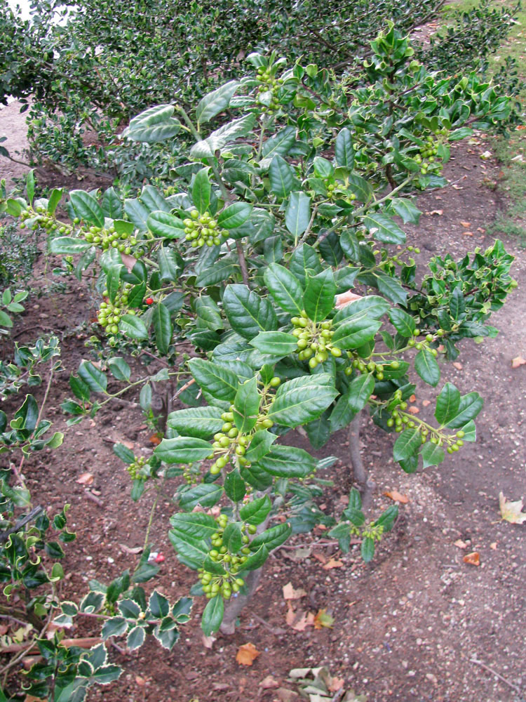 Image of Ilex &times; meserveae specimen.