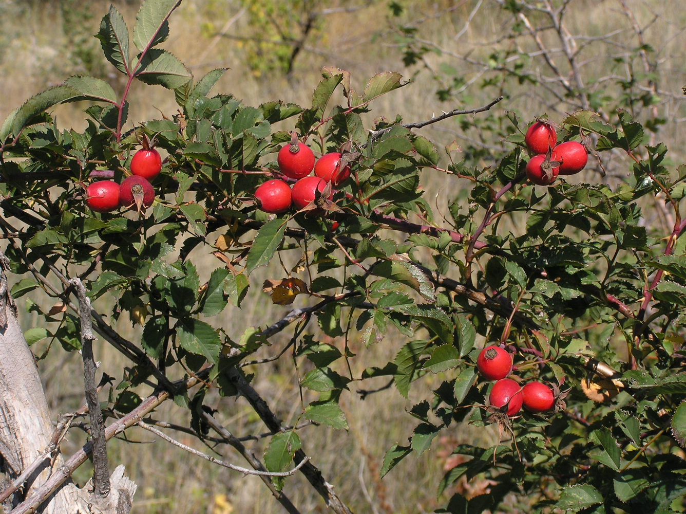 Image of genus Rosa specimen.