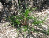Salsola soda