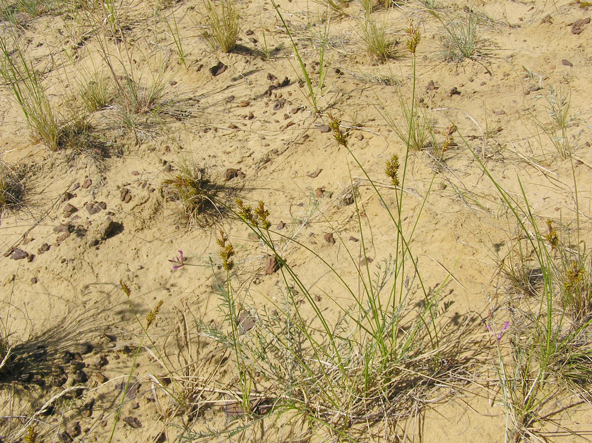 Image of Carex colchica specimen.
