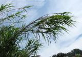 Arundo donax. Верхушки побегов. Испания, Каталония, Жирона, Тосса-де-Мар, верхняя часть города, заросший выступ скалы. 24.06.2012.