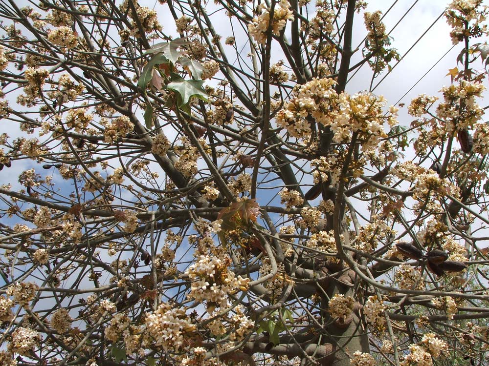 Изображение особи Brachychiton australis.