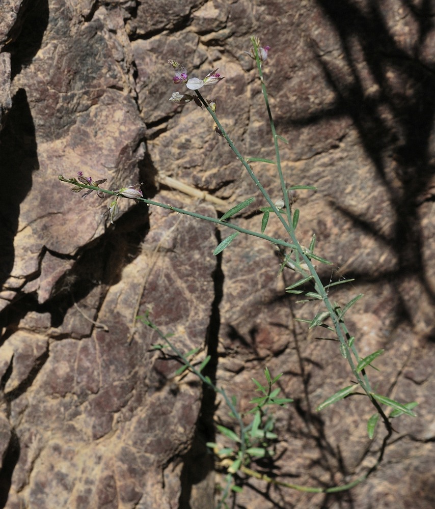 Image of Polygala negevensis specimen.