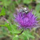 Cirsium vlassovianum. Соцветие с фуражирующей рабочей особью шмеля. Приморский край, Шкотовский р-н, окр. с. Новонежино. 08.09.2012.