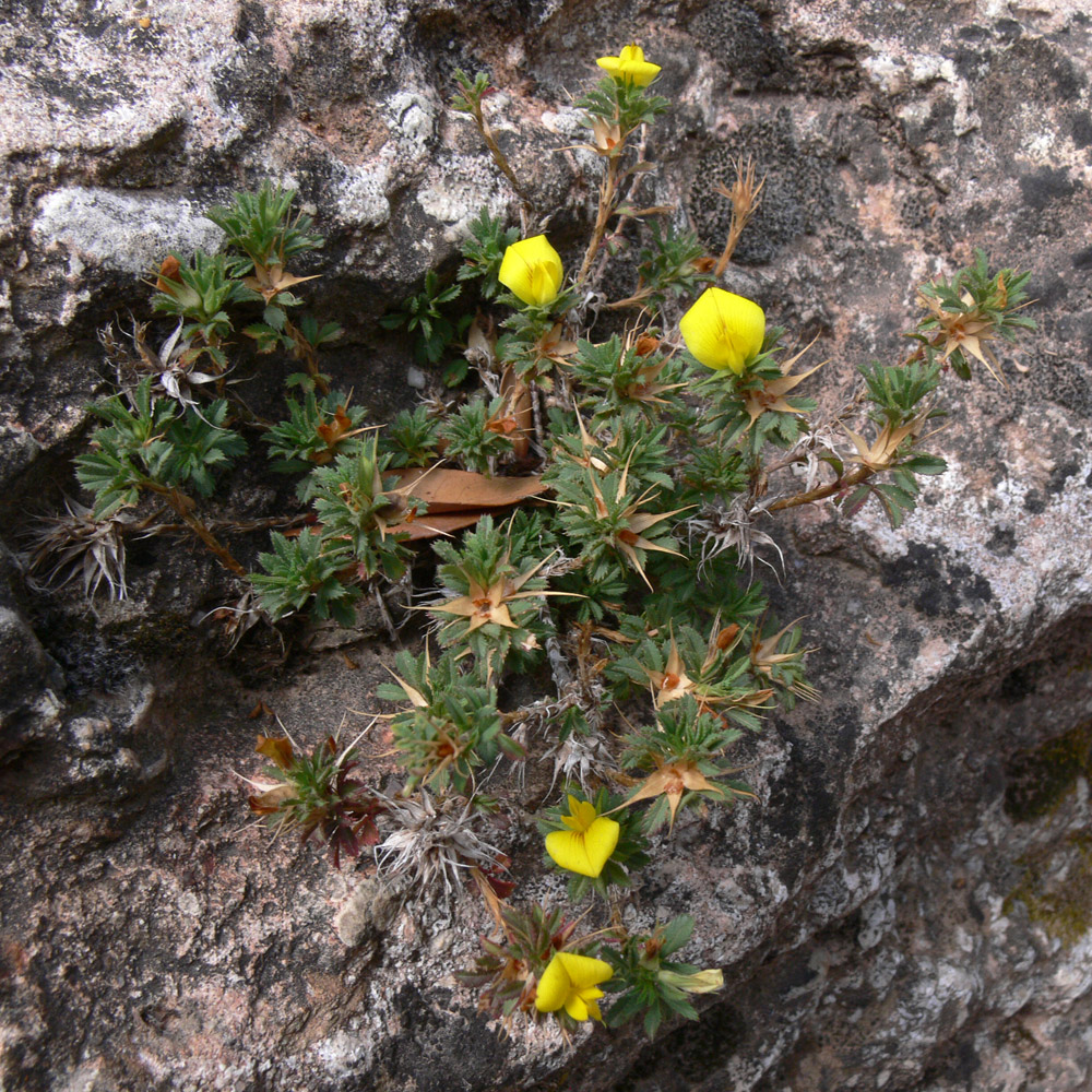 Image of Ononis minutissima specimen.