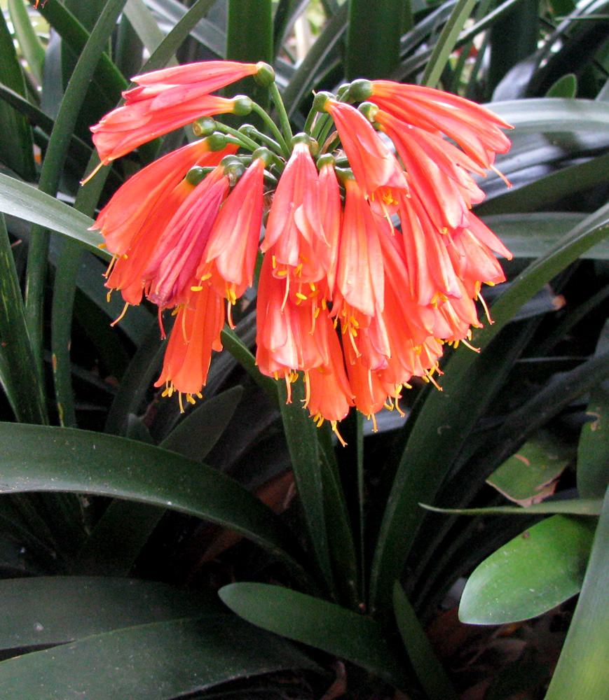 Image of Clivia &times; cyrtanthiflora specimen.