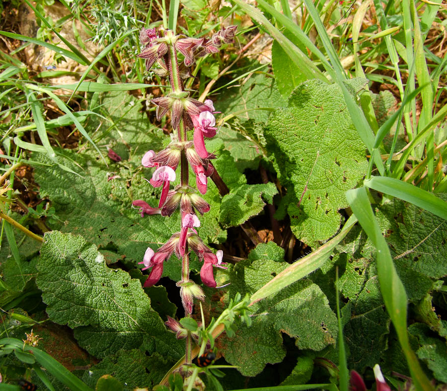 Изображение особи Salvia hierosolymitana.