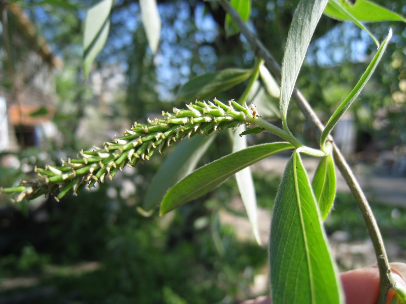 Image of Salix alba specimen.