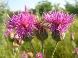 Centaurea adpressa. Соцветия-корзинки. Ростовская обл., г. Новочеркасск, бугры, на пустыре возле дач. 14.07.2010.