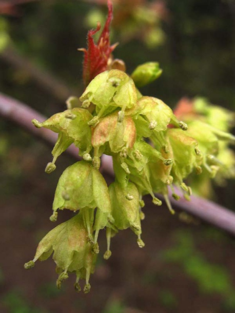 Image of Acer barbinerve specimen.