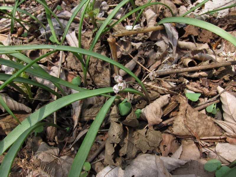 Image of Allium monanthum specimen.