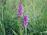 Dactylorhiza incarnata. Верхушки побегов с соцветиями. Украина, Киевская обл., Киево-Святошинский р-н, окр. г. Боярка, заливной луг по соседству с ольховым лесом. Начало июня 2010 г.