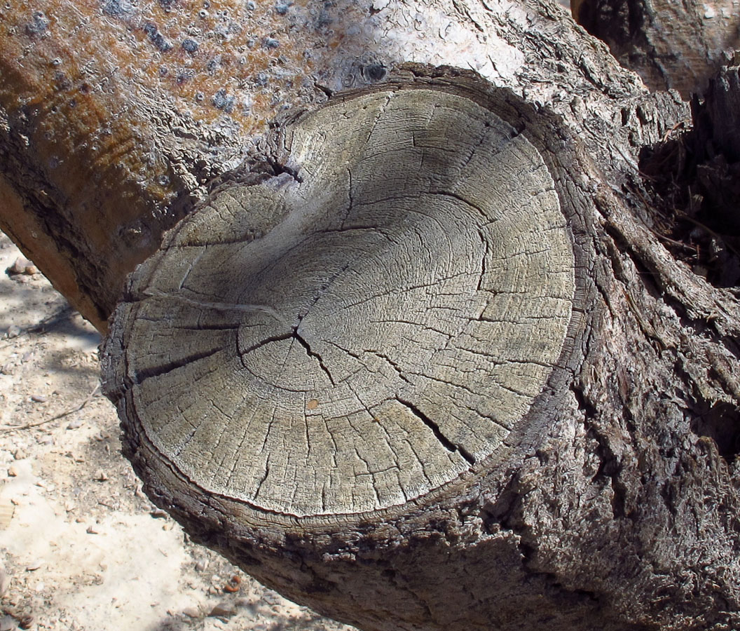 Изображение особи Vachellia tortilis ssp. raddiana.