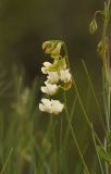 Lathyrus lacteus