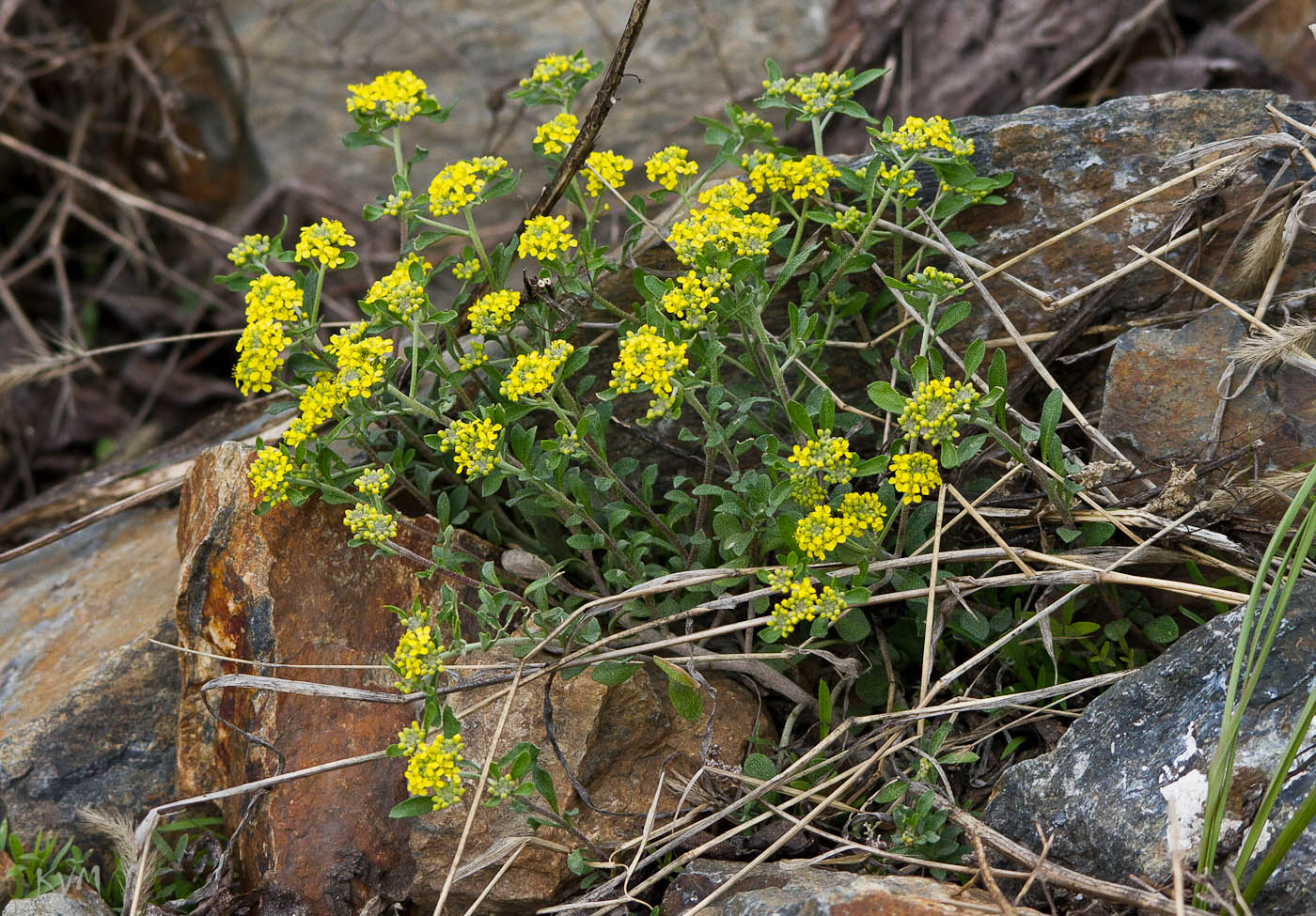 Image of Odontarrhena tortuosa specimen.