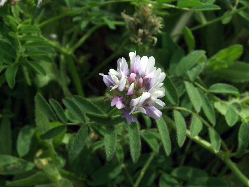 Изображение особи Astragalus filicaulis.