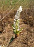 Salix gmelinii