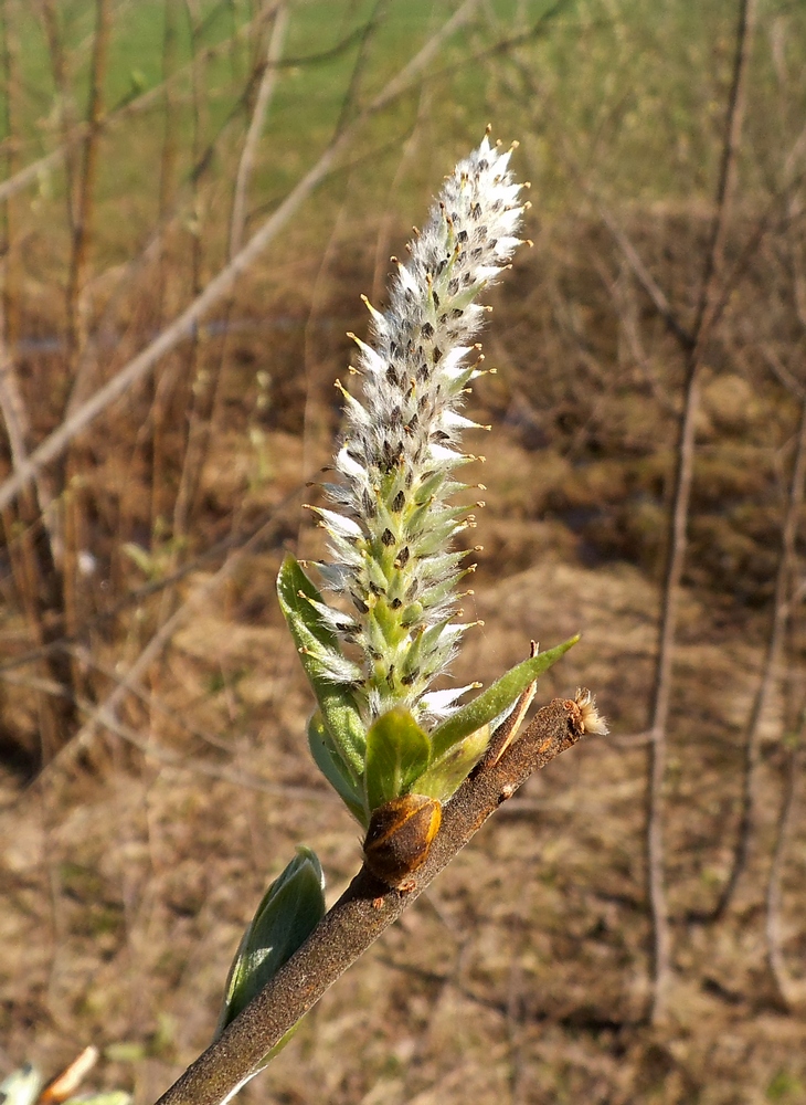 Изображение особи Salix gmelinii.