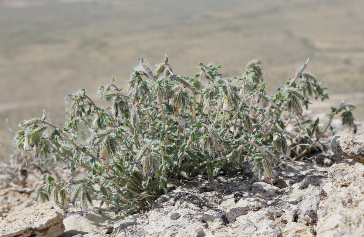 Image of Onosma staminea specimen.