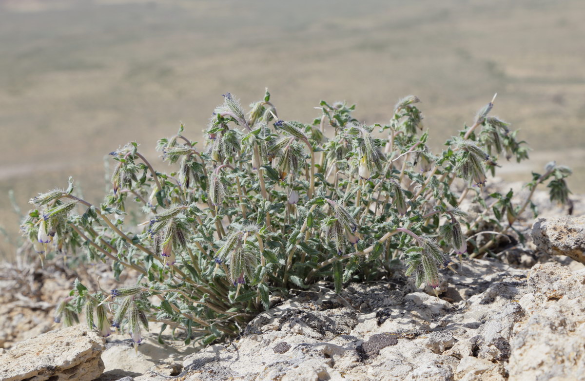 Изображение особи Onosma staminea.