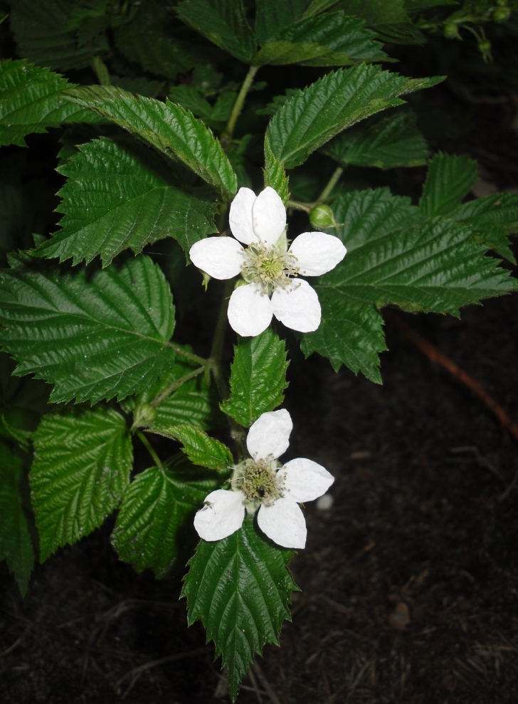 Изображение особи Rubus nessensis.