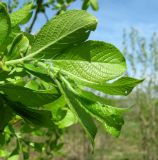 genus Salix. Молодой побег. Архангельская обл., Пинежский р-н, окр. Пинежского заповедника, луг вблизи р. Пинега. 29.05.2013.