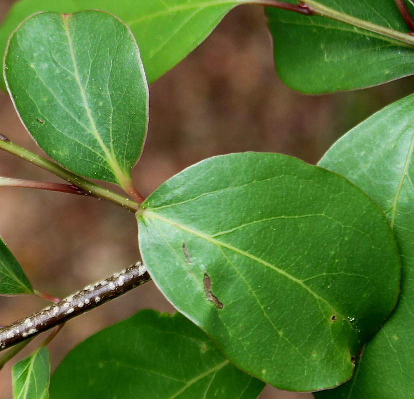 Image of Lindera praecox specimen.