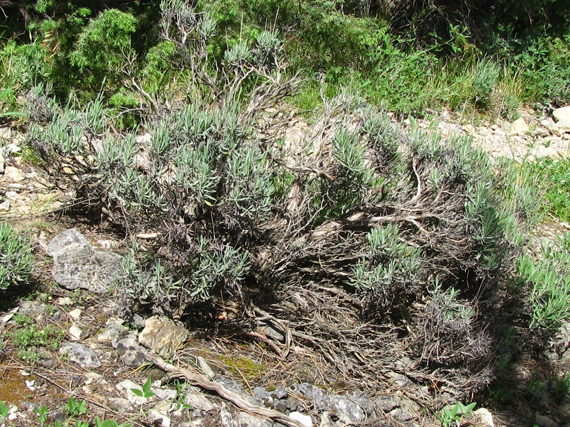 Image of Lavandula angustifolia specimen.