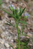 Trigonella procumbens