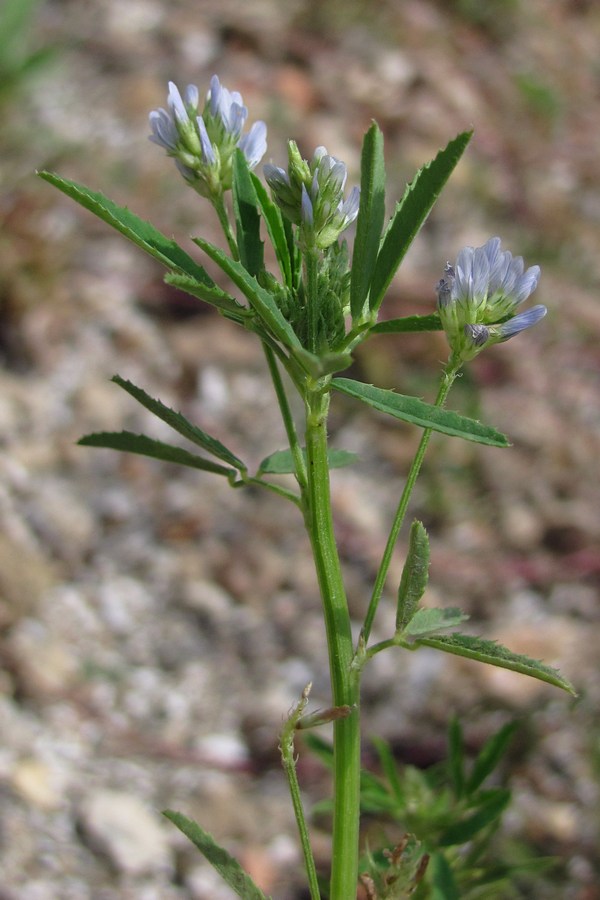 Изображение особи Trigonella procumbens.