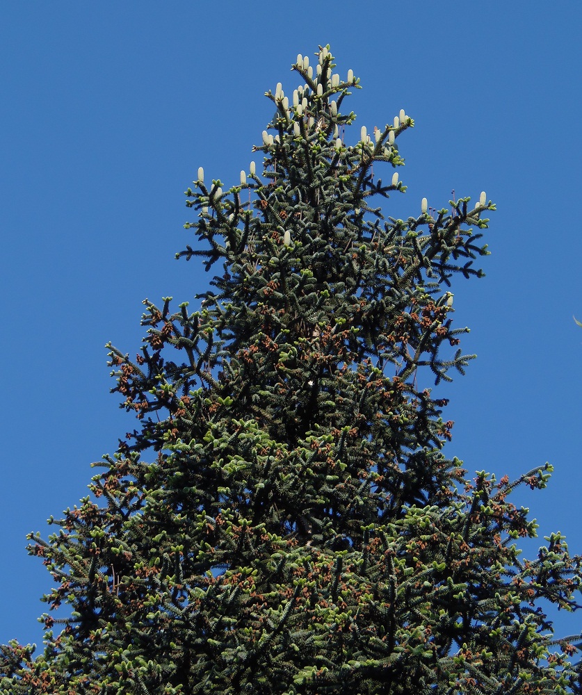 Image of Abies pinsapo specimen.