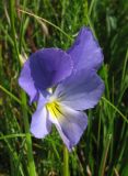 Viola oreades