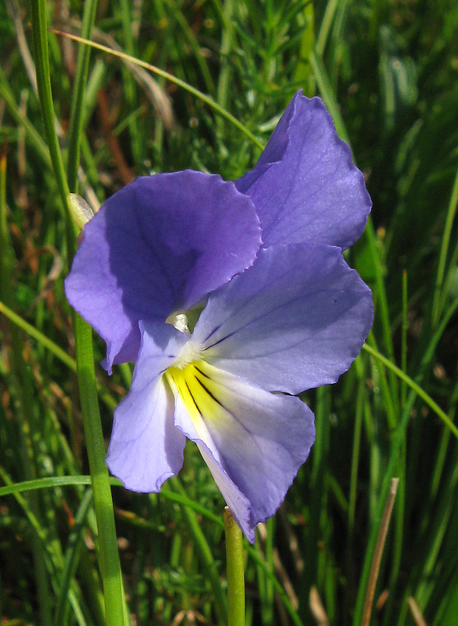 Изображение особи Viola oreades.